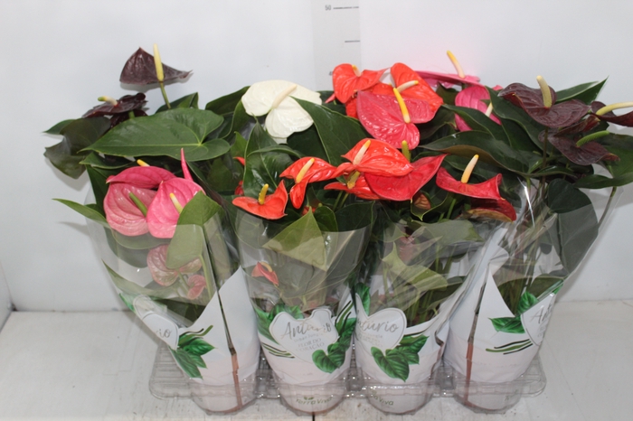 <h4>ANTHURIUM VARIADO P15</h4>