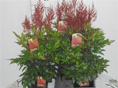 <h4>Astilbe J Montgomery</h4>