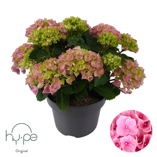 <h4>Hydrangea Mophead Pink 7+ | Hy-pe Original</h4>