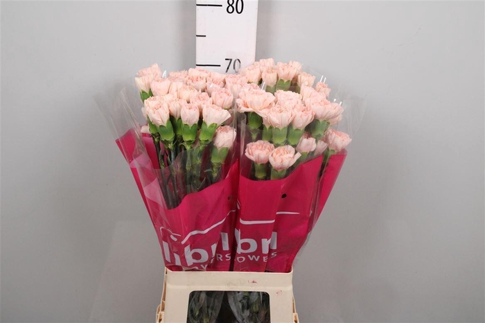 <h4>Di St Lizzy</h4>