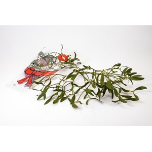 VISCUM ALBUM / MISTEL