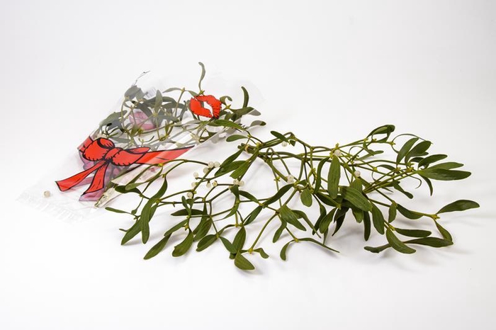 <h4>VISCUM ALBUM / MISTEL</h4>