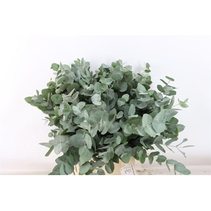 Euca Cinerea Short 150gr South Africa P Bunch