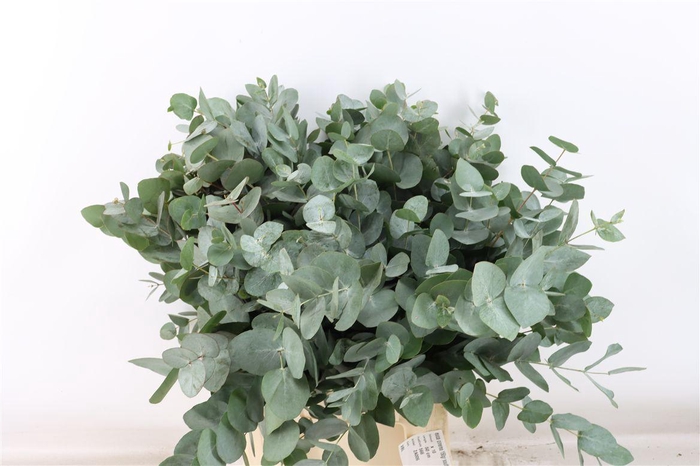 <h4>Euca Cinerea Short 150gr South Africa P Bunch</h4>