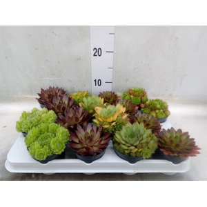 Sempervivum   ...