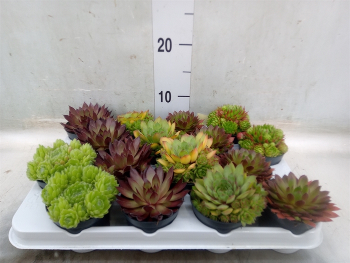 <h4>Sempervivum   ...</h4>