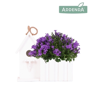 Campanula Addenda Ambella Intense purple in Birdhouse