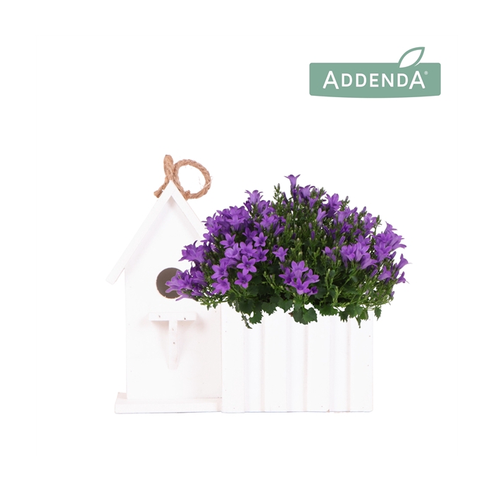 <h4>Campanula Addenda Ambella Intense purple in Birdhouse</h4>
