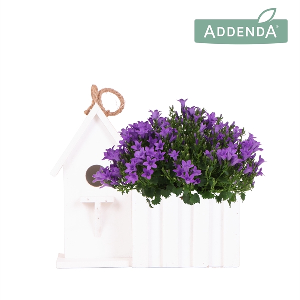 Campanula Addenda Ambella Intense purple in Birdhouse