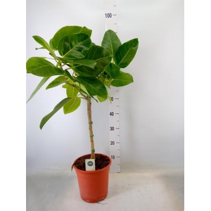 Ficus altissima