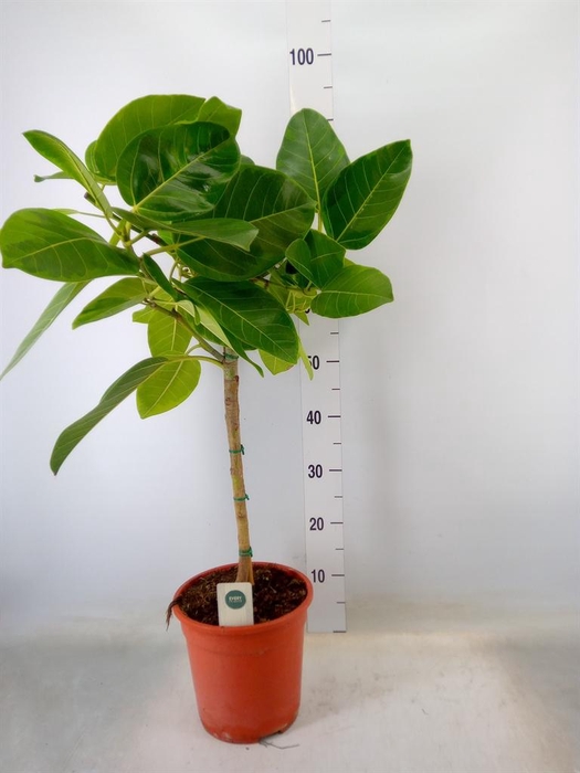 <h4>Ficus altissima</h4>