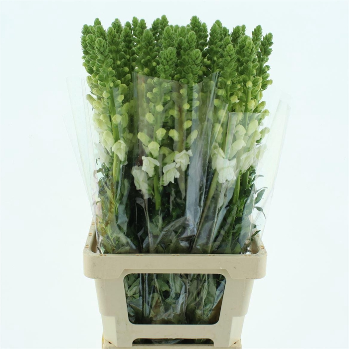 <h4>Antir Op White</h4>