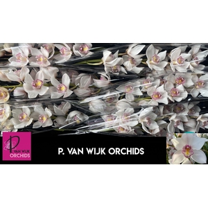 CYMB T NOORDERLICHT