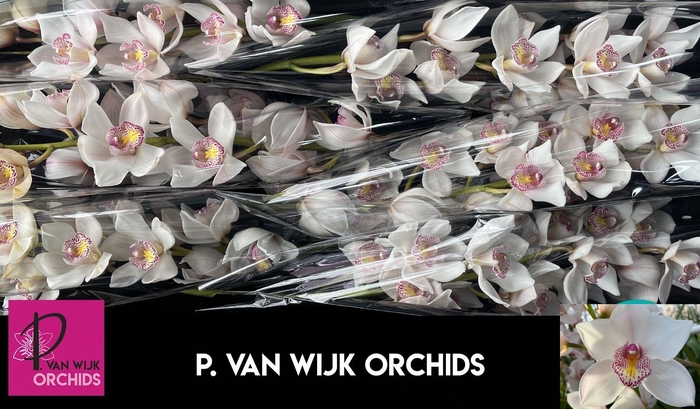 <h4>CYMB T NOORDERLICHT</h4>