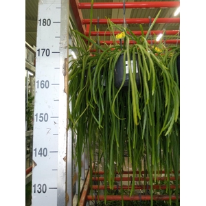 Lepismium bolivianum