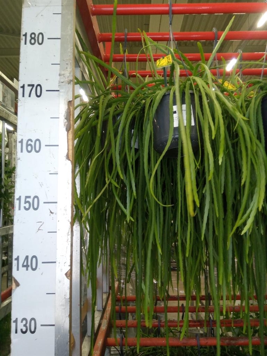 <h4>Lepismium bolivianum</h4>