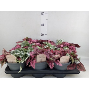 Hypoestes phyllo.   ...mix