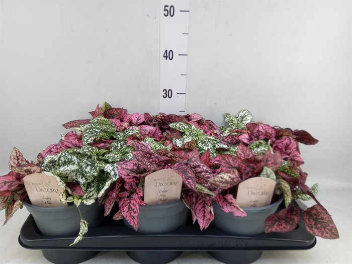 <h4>Hypoestes phyllo.   ...mix</h4>