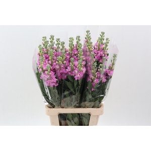 Matth Phantom Dark Pink