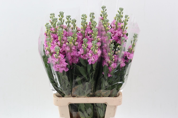 <h4>Matth Phantom Dark Pink</h4>