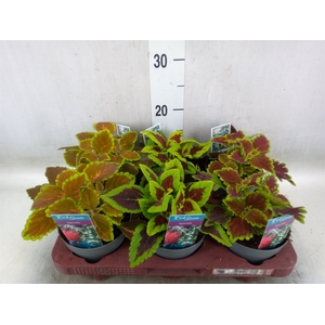 Plectranthus col.   ...mix