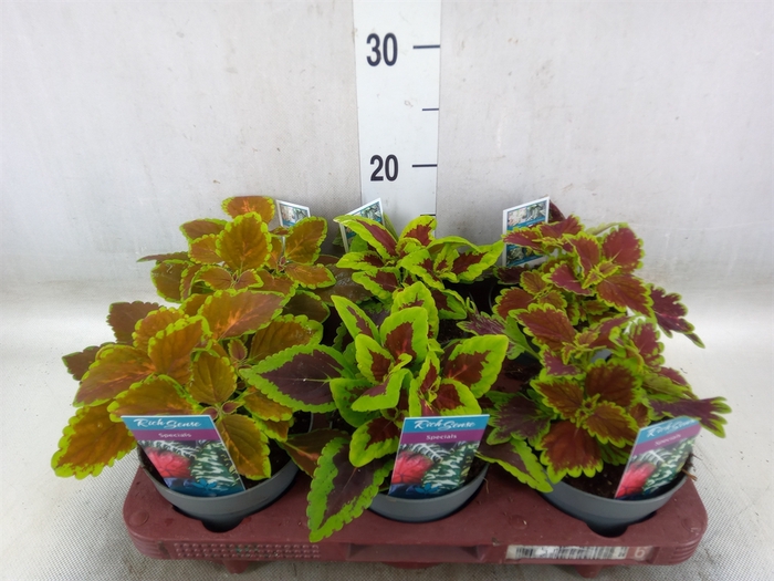 <h4>Plectranthus col.   ...mix</h4>