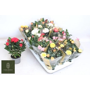 RO KORDAN GRANDE GEM