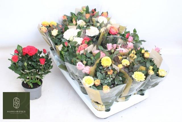 <h4>RO KORDAN GRANDE GEM</h4>