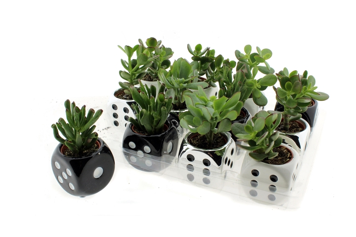 <h4>CRASS OVERIG</h4>