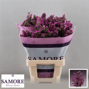 Limon S Rosa Sun Birds