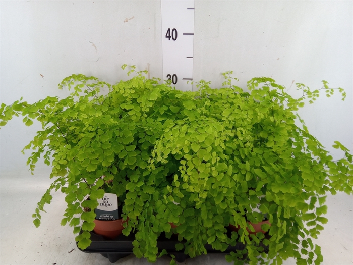 <h4>Adiantum raddi. 'Fragrans'</h4>