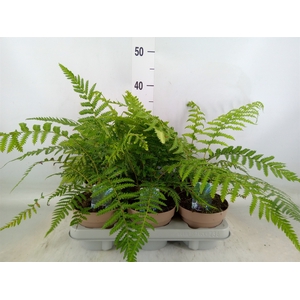 Dicksonia antarctica