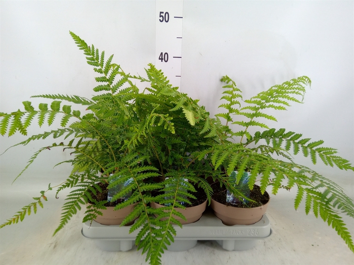 <h4>Dicksonia antarctica</h4>