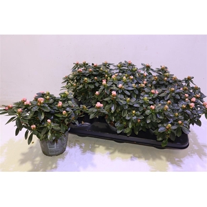 arr8 Rhodo Si Aiko Rose