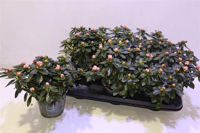 <h4>arr8 Rhodo Si Aiko Rose</h4>