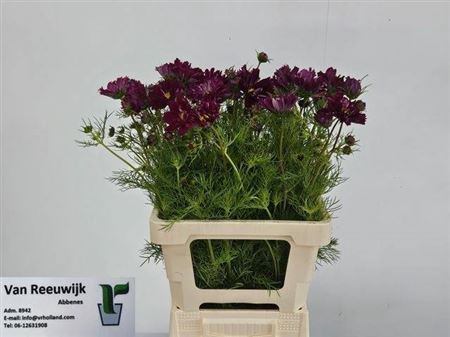 <h4>Cosmos Bipinnatus Purple</h4>