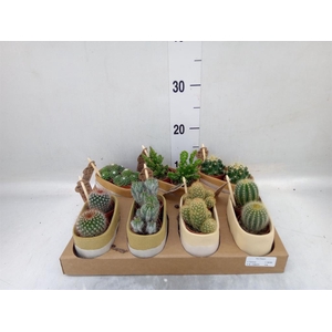 Cactus   ...mix