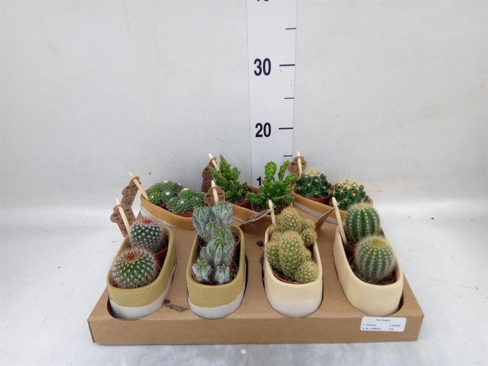 <h4>Cactus   ...mix</h4>