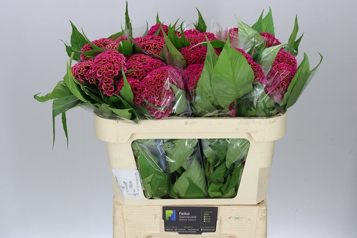 <h4>Celosia Act Rima</h4>