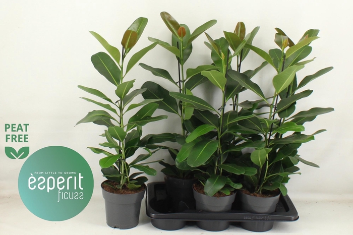 <h4>FIC MI SMILE</h4>