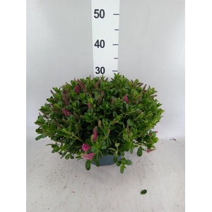 Hebe  'Hebepetita Pink'