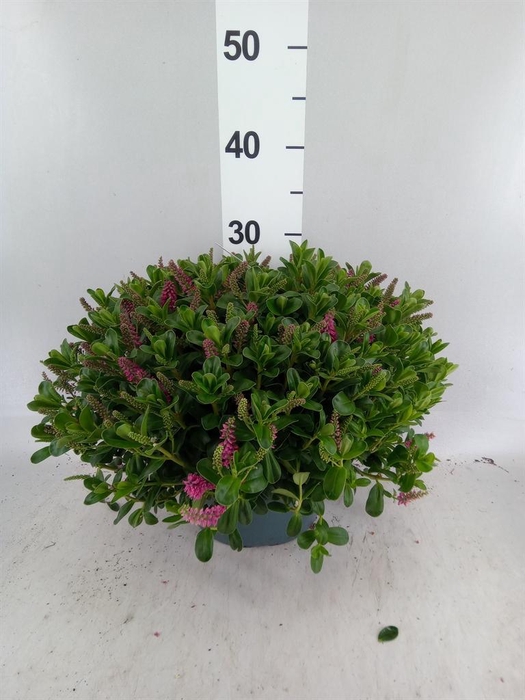 <h4>Hebe  'Hebepetita Pink'</h4>