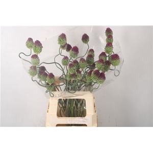 Allium Dancing Tancho