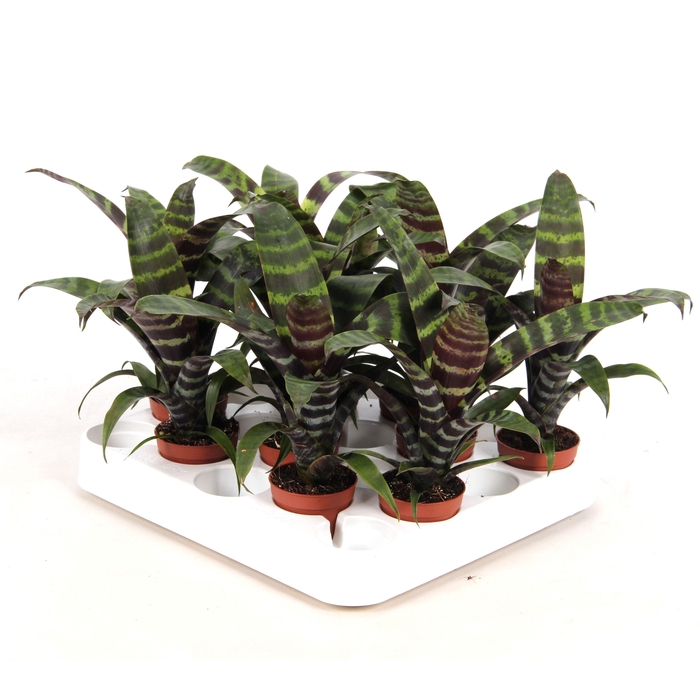 <h4>Forrest - Vriesea Era - Blad</h4>