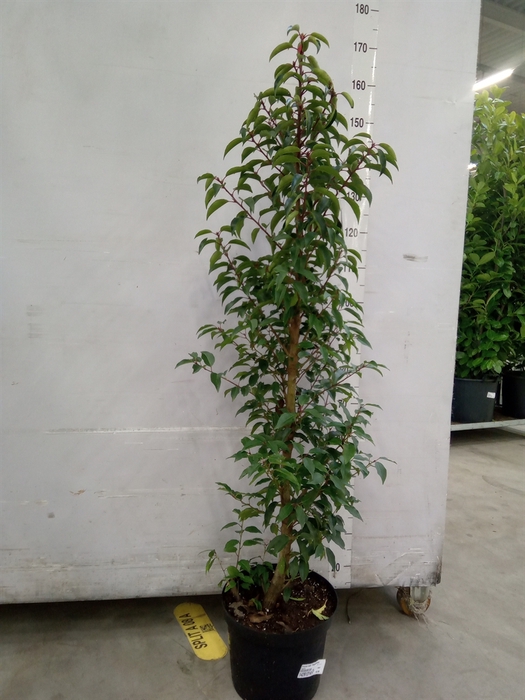 <h4>Prunus lusit. 'Angustifolia'</h4>