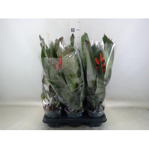 Aechmea  'Pepita Elegant Flames'