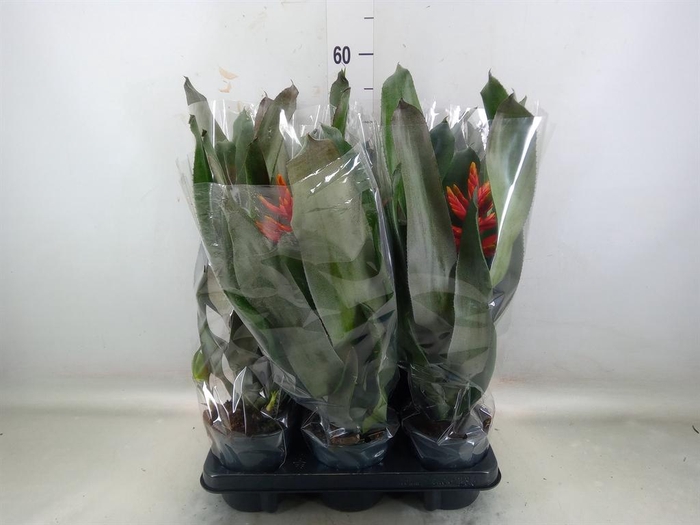 <h4>Aechmea  'Pepita Elegant Flames'</h4>