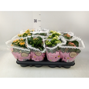 Kalanchoe blos.   ..mix