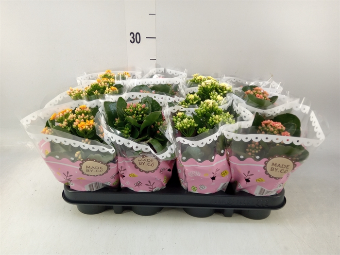 <h4>Kalanchoe blos.   ..mix</h4>