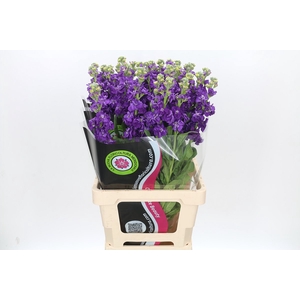 Matthiola Iron Purple